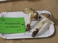 Hygrophorus agathosmus